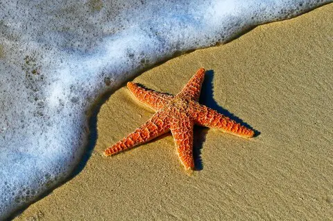 Flamingo starfish