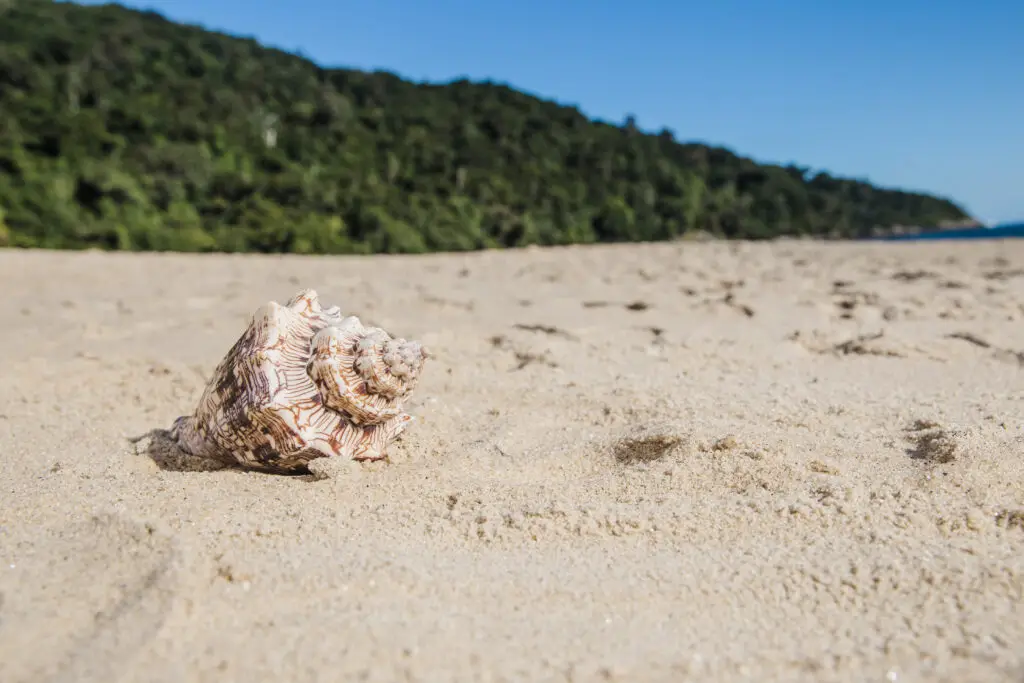 seashell Costa Rica