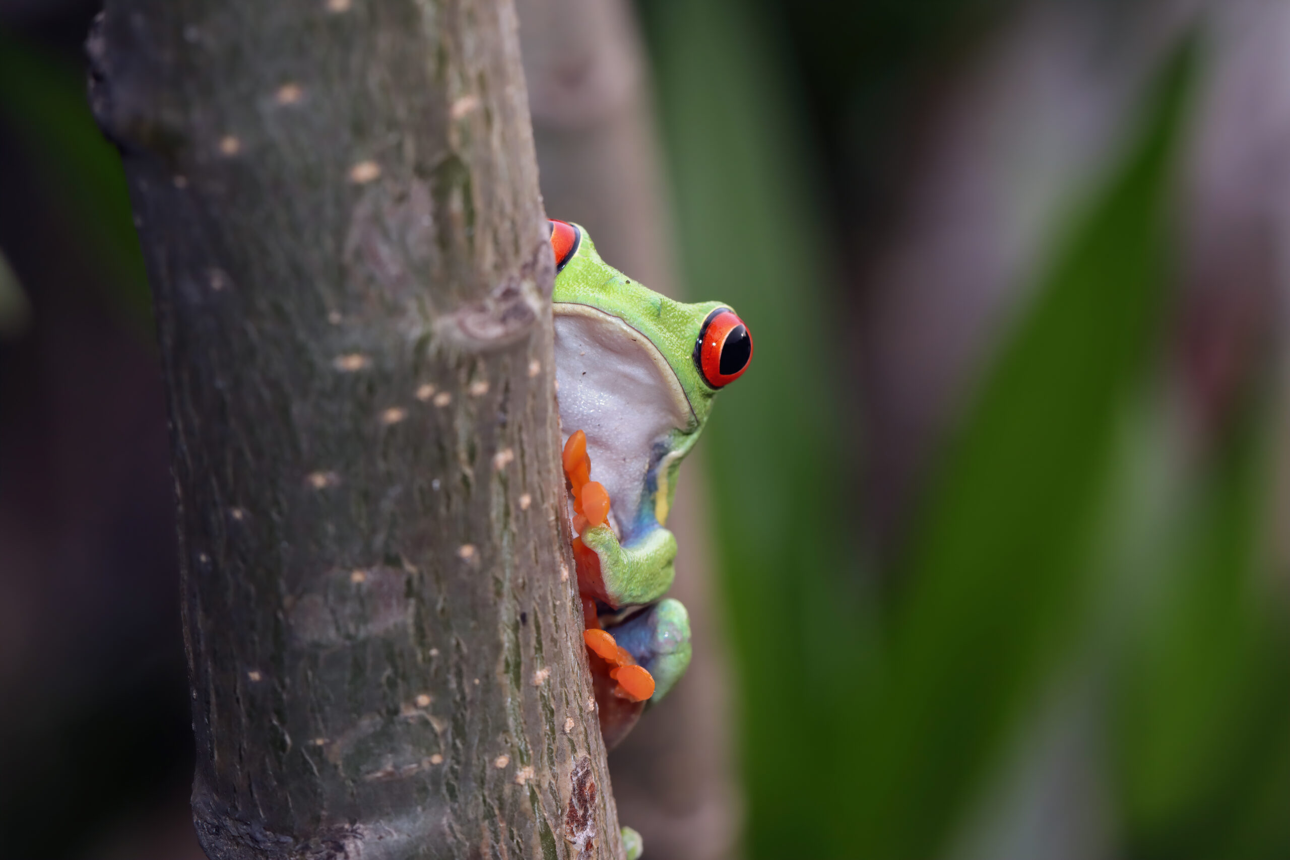 Costa Rica Wildlife